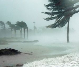 Hurricane winds and waves, with palm trees. 